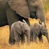 Cool Elephant And Two Babies paint by numbers