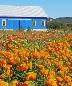 Farm Flowers paint by numbers
