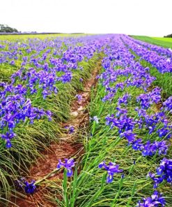 Iris Field paint by numbers