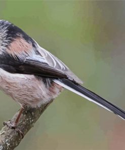 Long Taild Tit paint by numbers