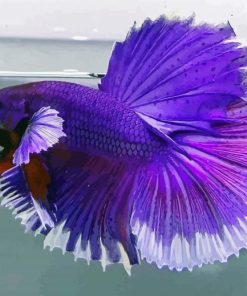 Purple Betta Fish paint by numbers
