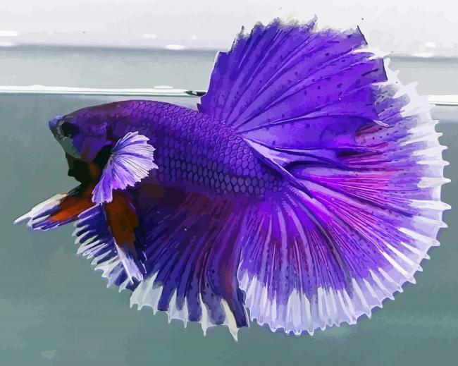 Purple Betta Fish paint by numbers