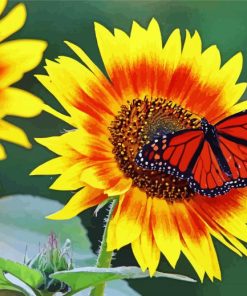 Sunflower And Cute Butterfly paint by numbers