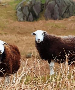 Herdwick Sheeps paint by numbers