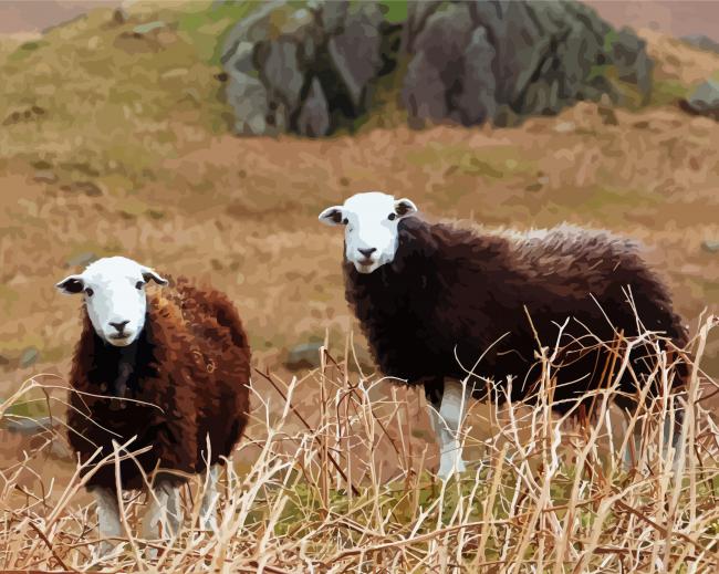 Herdwick Sheeps paint by numbers