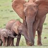 African Elephant And Two Babies paint by numbers