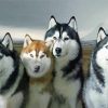 Alaskan Huskies paint by number