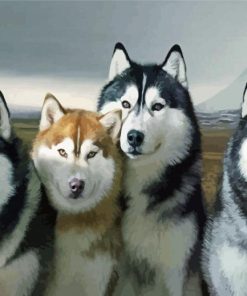 Alaskan Huskies paint by number