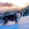 Alaskan Husky Dog paint by number