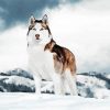 Alaskan Husky Puppy Animal paint by numbers