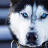 Alaskan Husky Blue Eyes paint by number