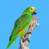 Amazon Parrot paint by number
