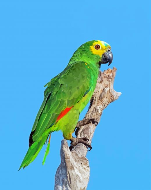 Amazon Parrot paint by number