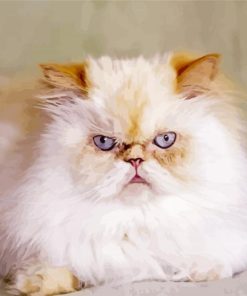 Angry Himalayan Cat paint by numbers