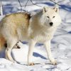 Arctic Wolf paint by number