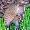 Cute Armadillo Animal paint by numbers
