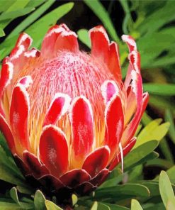 Australian Flora Plant paint by number