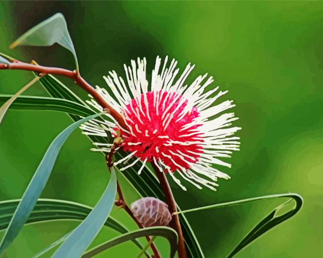 Australian Flora paint by number