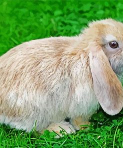 Baby Floppy Bunny paint by number
