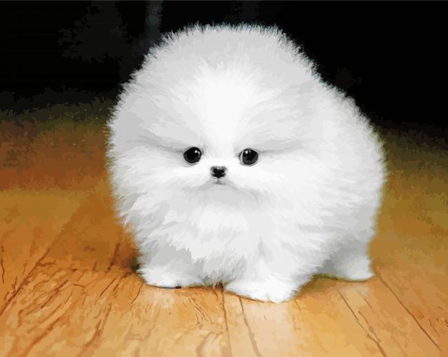 Baby White Fluffy Dog paint by number