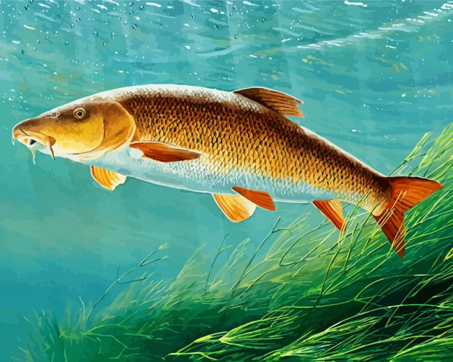 Barbel Fish Underwater paint by number