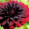Beautiful Dark Red Flower paint by numbers