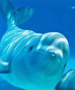 Beluga Whale paint by number