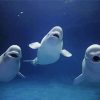 Beluga Whales Animals paint by number