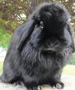 Black Floppy Bunny paint by number