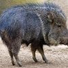 Black Peccary paint by numbers