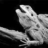 Black And White Lizard Animal paint by number