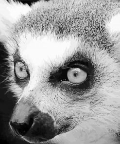 Black And White Raccoon Animal paint by number