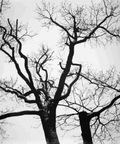 Black And White Trees paint by number