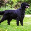 Black Flat Coated Retriever Dog paint by number