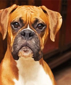 Boxer Dog paint by numbers