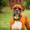 Boxer Breed paint by numbers