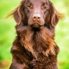 Brown Flat Coated Retriever paint by number