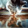 Cat Drinking Water paint by number