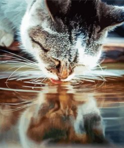 Cat Drinking Water paint by number