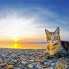 Cats On Beach At Sunset paint by numbers