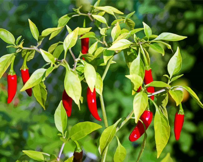 Chile Peppers Plant paint by numbers