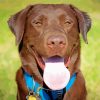 Chocolate Labrador Dog paint by numbers