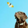 Chocolate Labrador And Butterfly paint by numbers