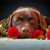Chocolate Labrador And Roses paint by numbers