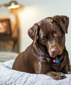 Chocolate Labrador paint by numbers