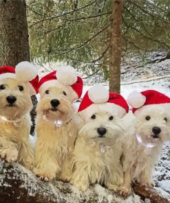 Christmas West Highland Terrier Dogs paint by number