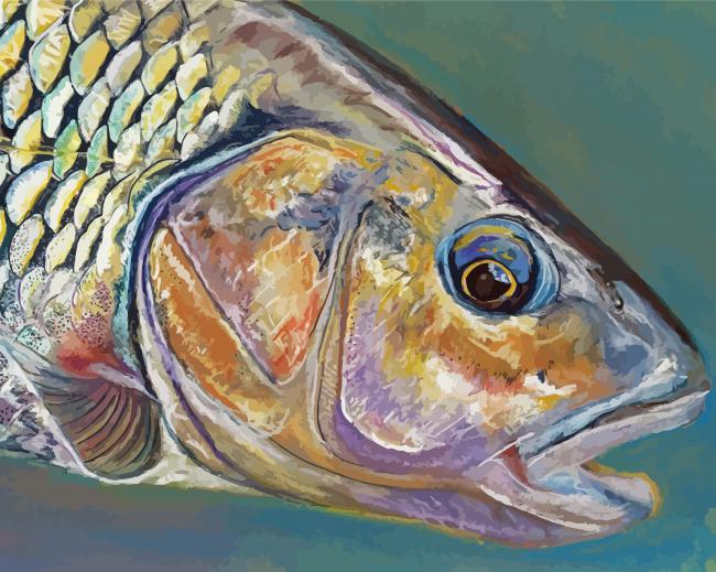 Trout Fish Paint By Numbers - Paint By Numbers
