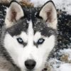 Close Up Alaskan Husky paint by number