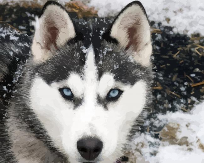 Close Up Alaskan Husky paint by number