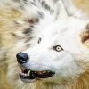 Close Up Arctic Wolf paint by number
